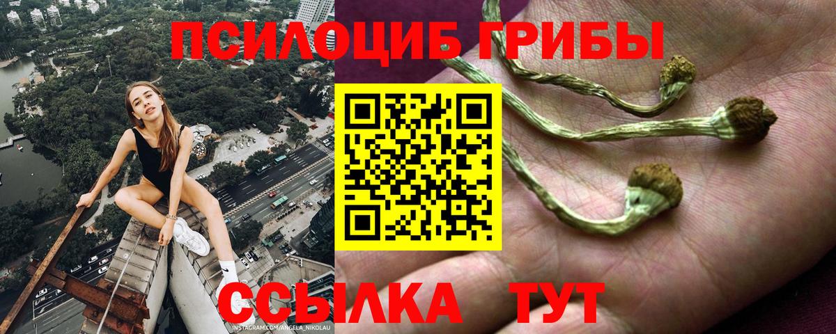 Псилоцибиновые грибы прущие грибы  Вход с VPN  Рассказово  Псилоцибиновые грибы Psilocybe 